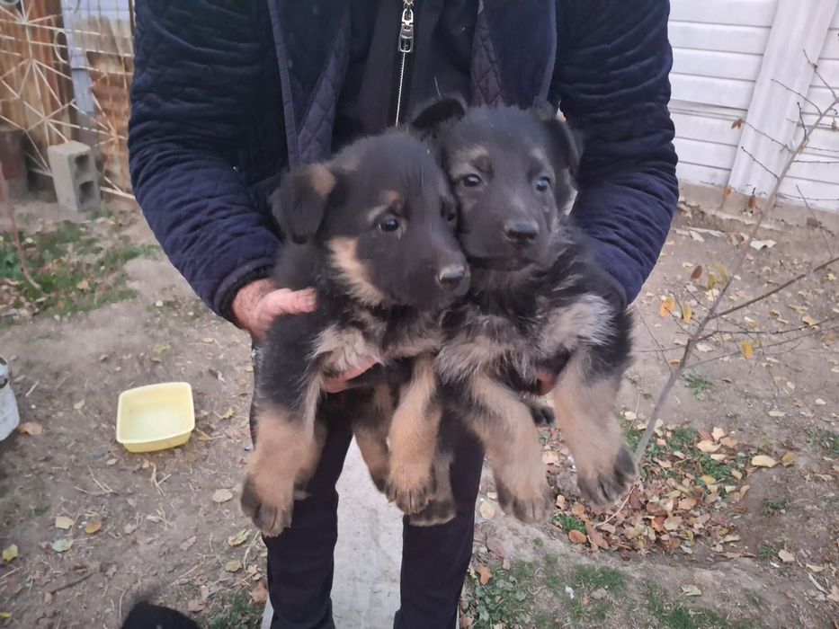 Щенки овчарок девочки