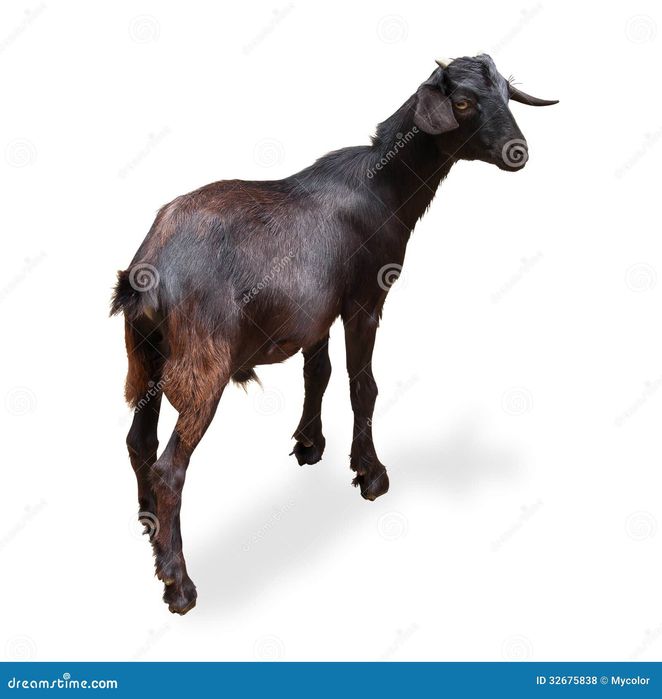 vand capra buna si de rasa