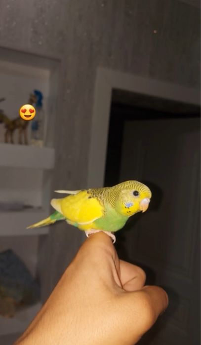 Волнистый попугай