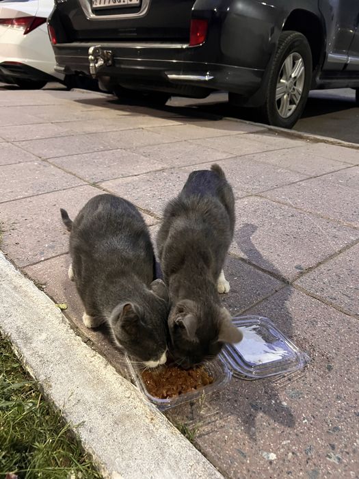 Котята в хорошие руки