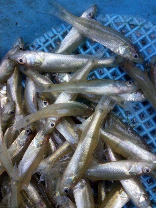 Larve șalău prod 2026