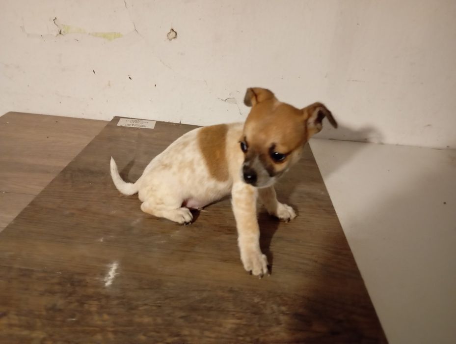 Сладко мини Чихо-пинчер (момче)