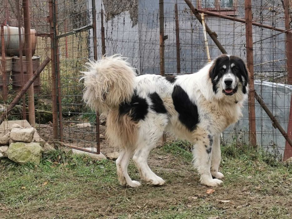 Mascul Ciobanesc de Bucovina Canisa Pomohaci