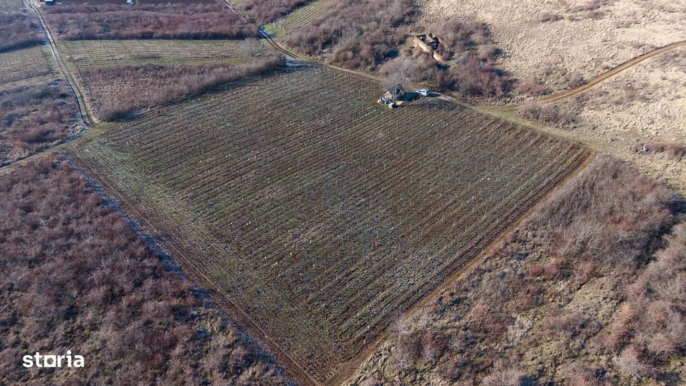 Vita-de-vie Premium  teren de 6800 mp în Covăsinț