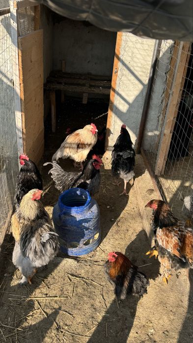 Vând cocoși de casă