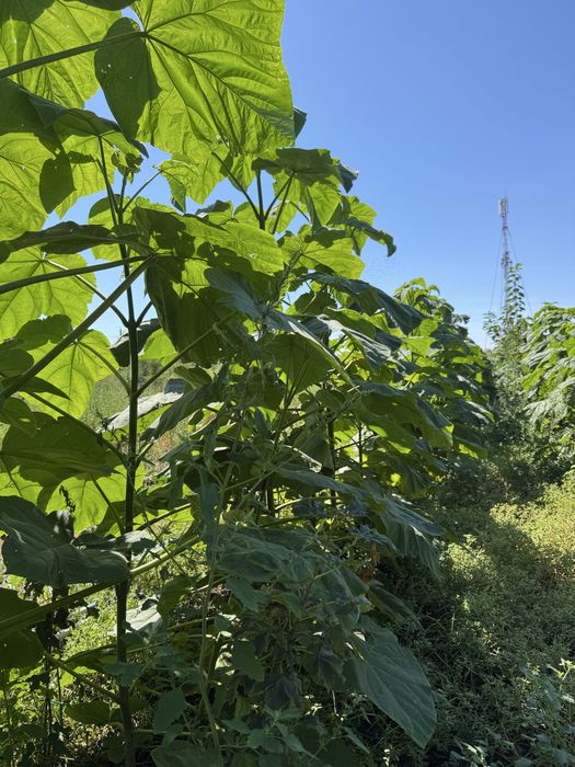 Puieti de salcam, ulm, stejar, paulownia, tei