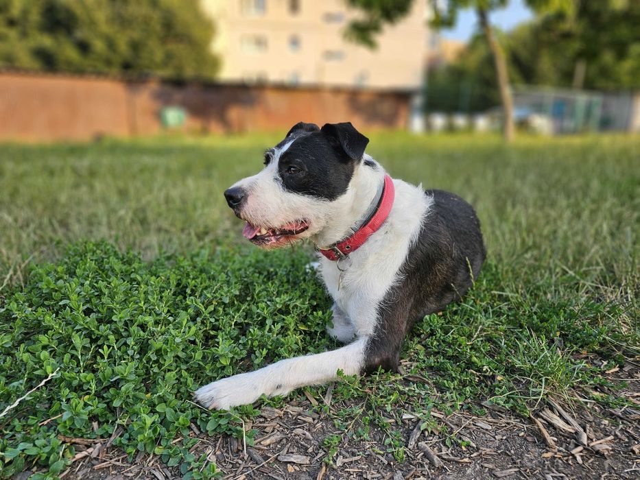 Ofer spre adoptie metis de Amstaff