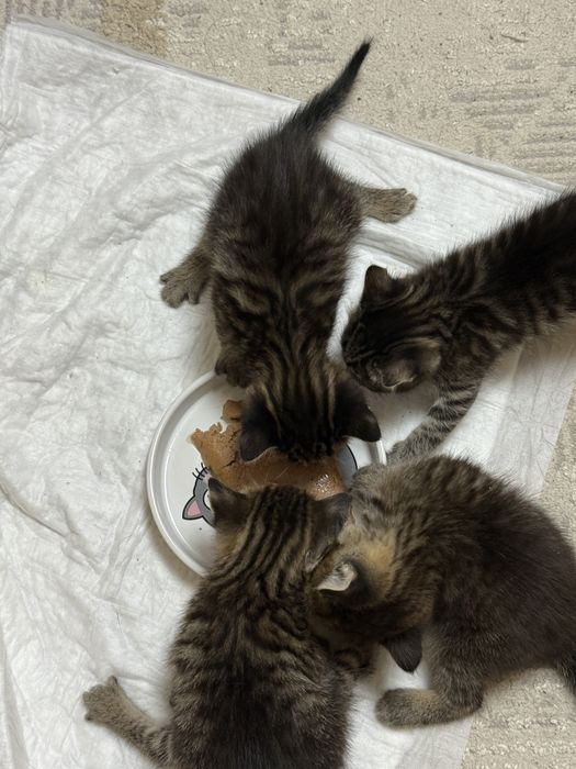 Продам котят 5000