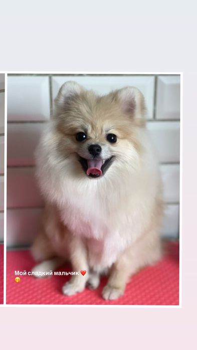 Немецкий цверг ищет невесту