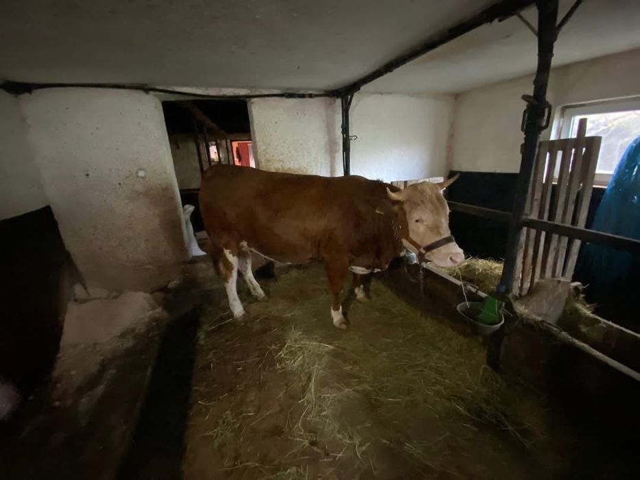 Juninci Bălțată Românească
