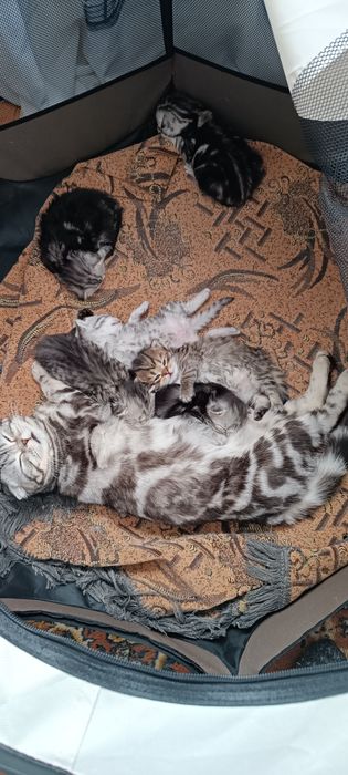 Котята шотландцы