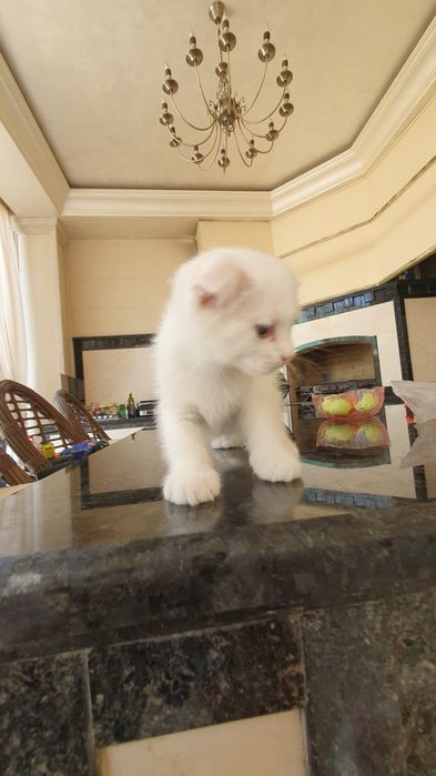 Skotish fold bolasi 1.5 oylik