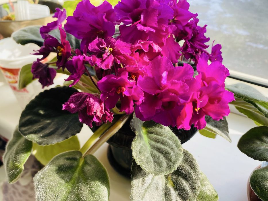 Очень красивые Цветы фиалки