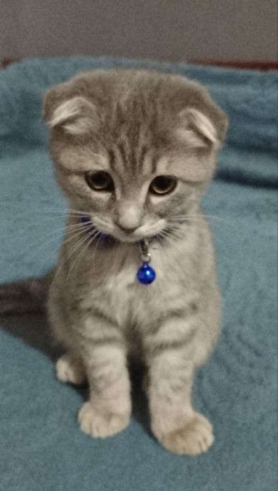 Кот скотш фолддд