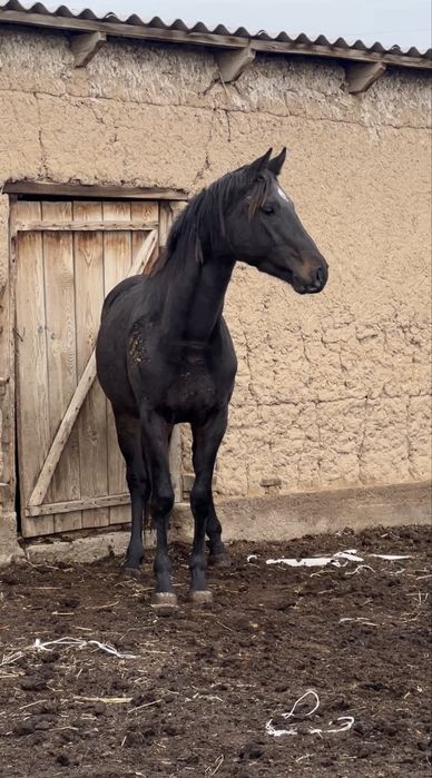 Тазақанды Айғыр Сатылады