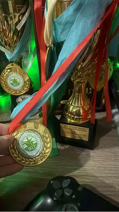 Элитный щенок Мопса!