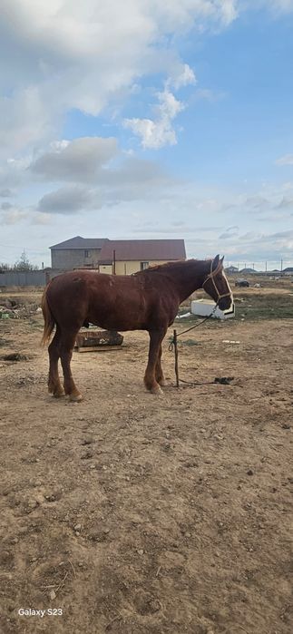 Айғыр. Жеребец. Жылқы