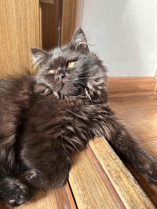 Шотланский котенок