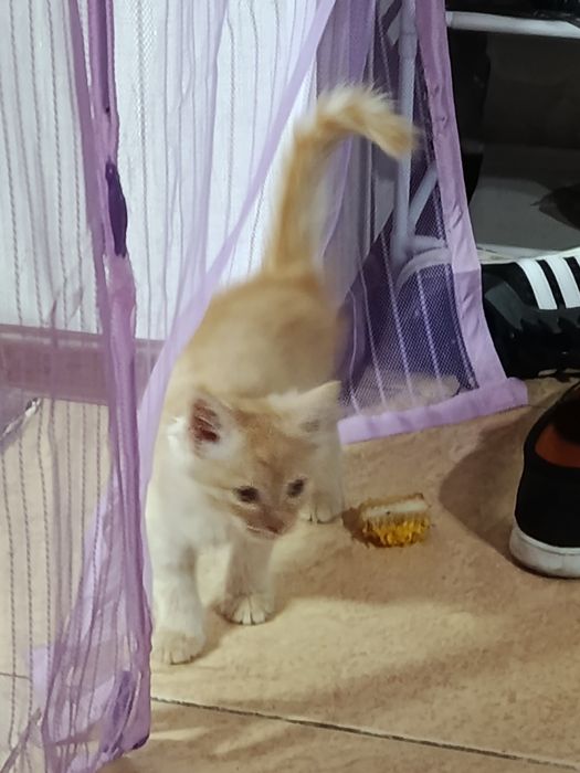 В добрые руки котят