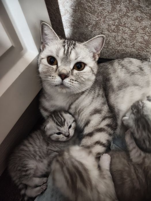 Продаются котята британцы