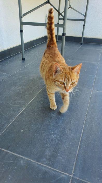 Отдам в добрые руки