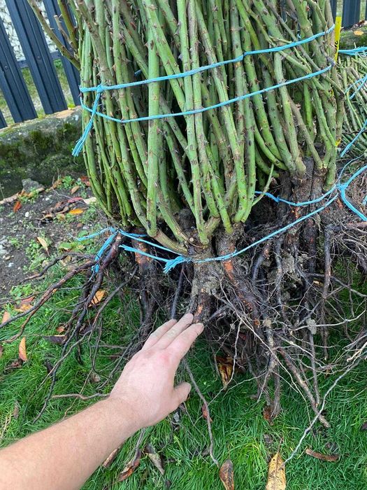 Butasi trandafiri altoiti.