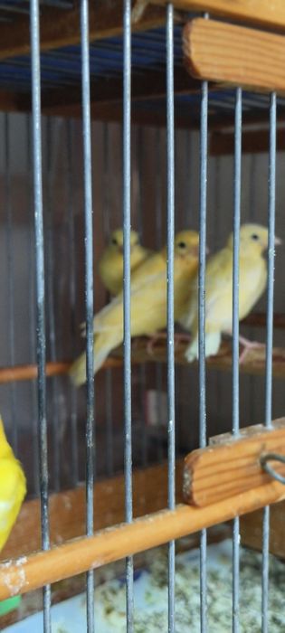 Канарейка 2 ойли