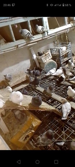 Таклалар сотилади