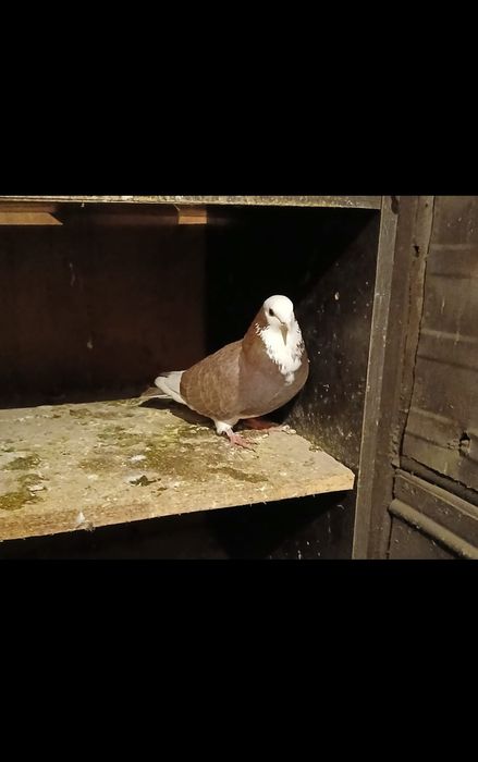 Прадам галубеи .