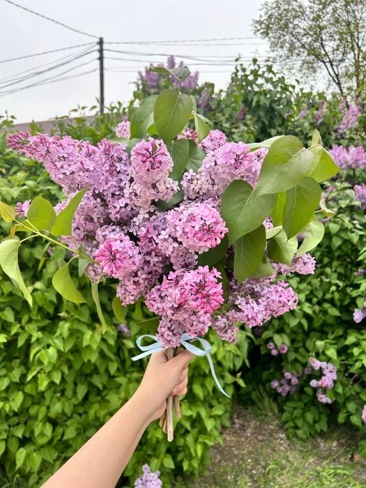 Сирень любое количество