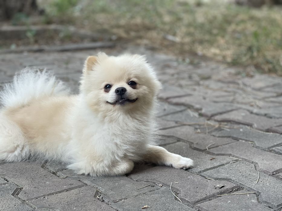 Шпиц ищет невесту. Вязка