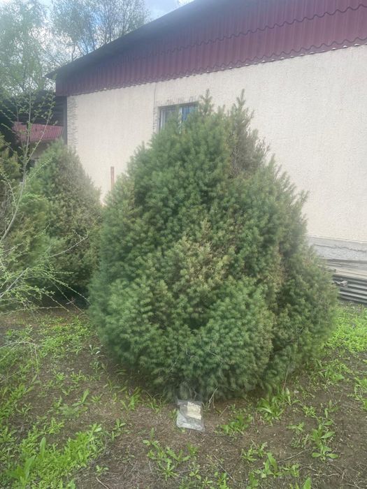 Продам ели, высокие, зеленые