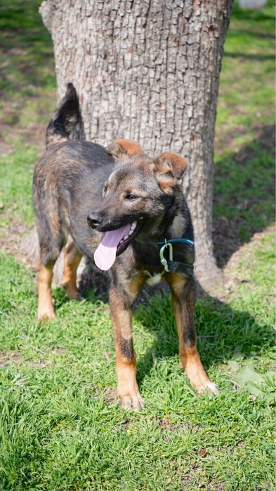 Мальчик щенок 5 месяцев