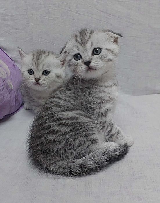 Продам шотландских котят