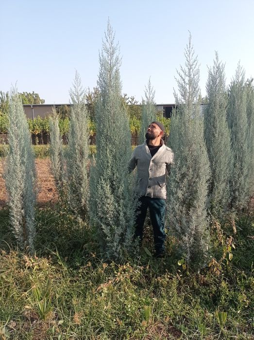 Арчалар ва гуллар