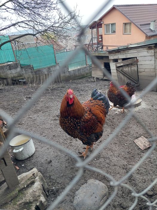 Cocos wyandotte Gsg.