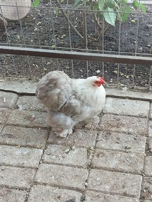 Cochinchina pitic Bobtail