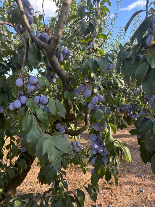 Prune Anaspet in jud Olt