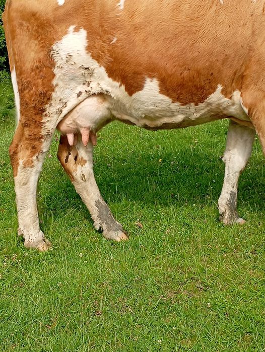 Vaca de vîndut din 3 August , fără vițel este de al treilea vițel 0034604962466vinde fară vițel.