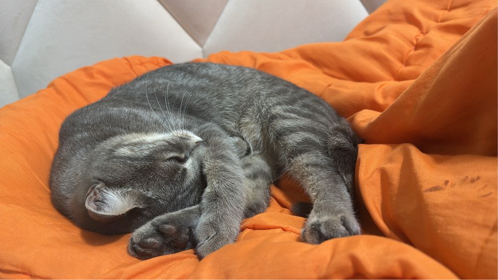 Отдам даром кота
