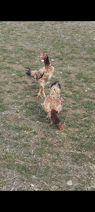 Сатлады сатлады.