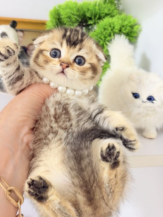 Чистокровные котята