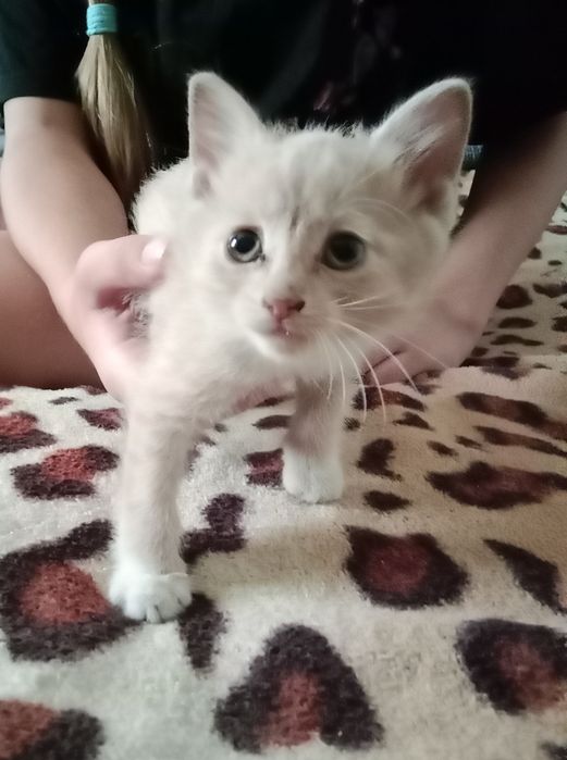 Отдам котят в добрые руки..