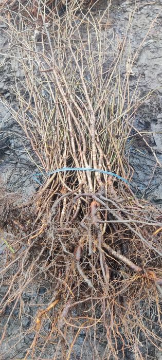 Puieți de cireș sălbatic