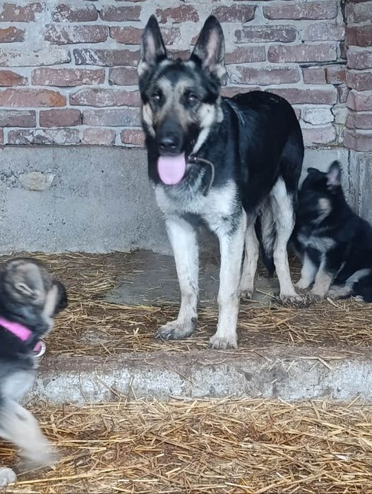 Продавам кученца