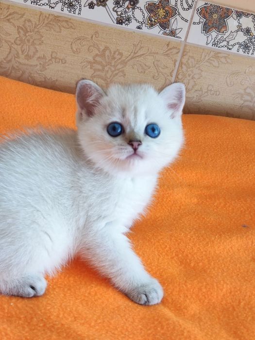 British shorthair NY  11 33  cu pedigree.