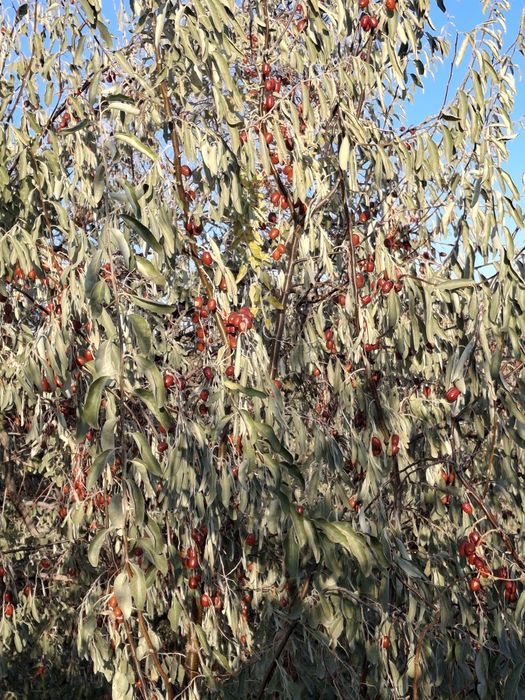 Жиде сатылады  ірі дәмді 2000тг кг.