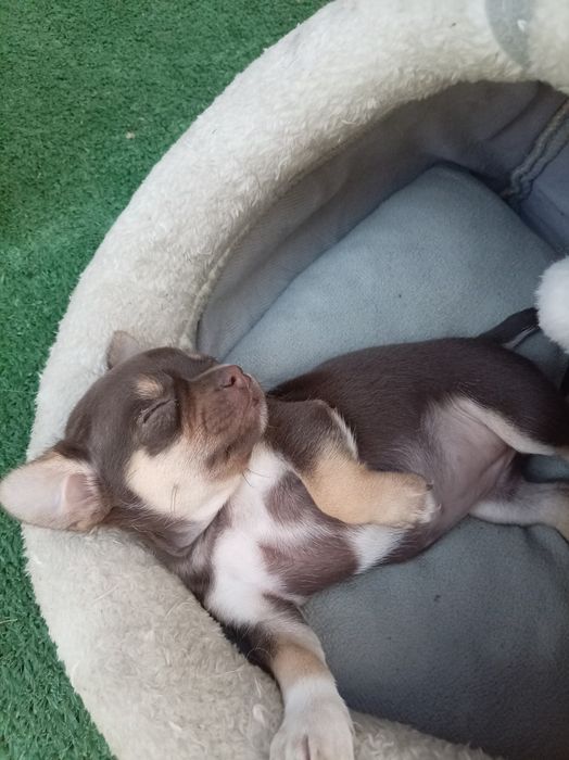 Продаю Щенки чихуахуа