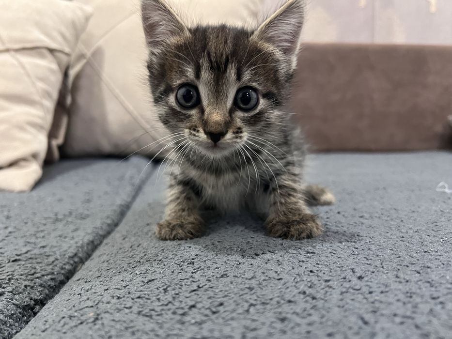 Отдам в добрые руки котят