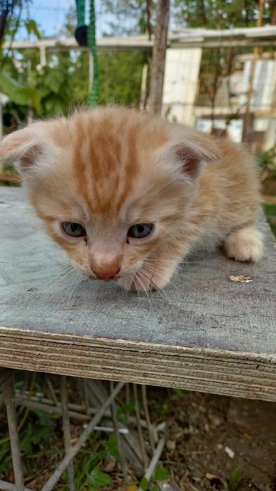 Вислоухий котёнок один месяц